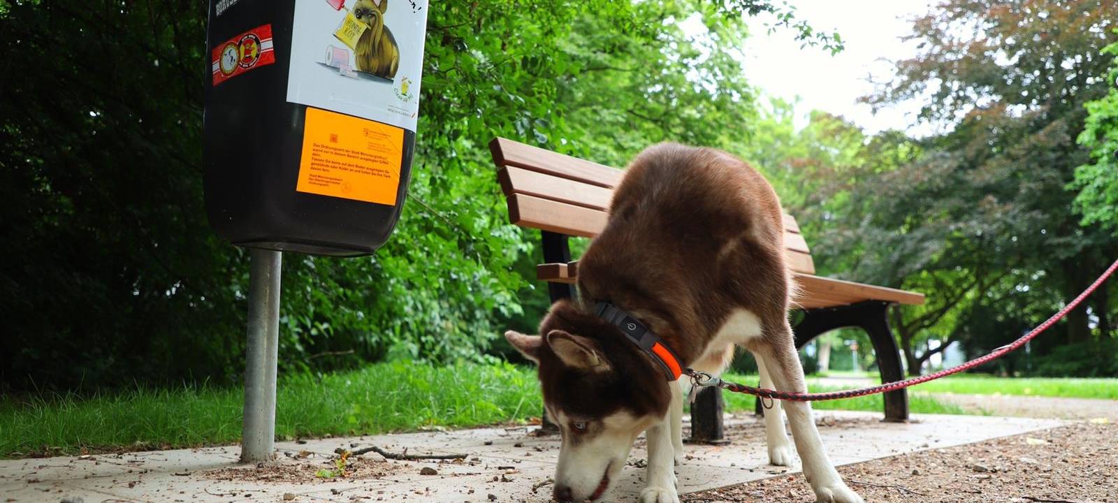 Gefährliche Hunde-Köder entdeckt
