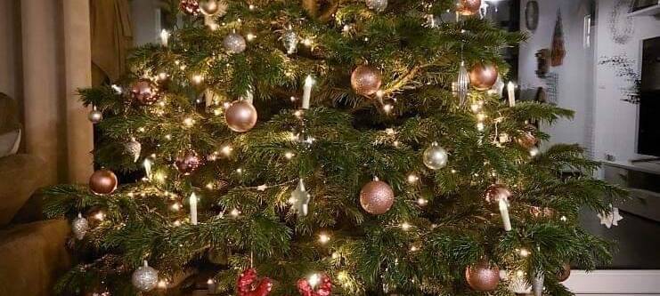 Weihnachtsbaumabholung startet