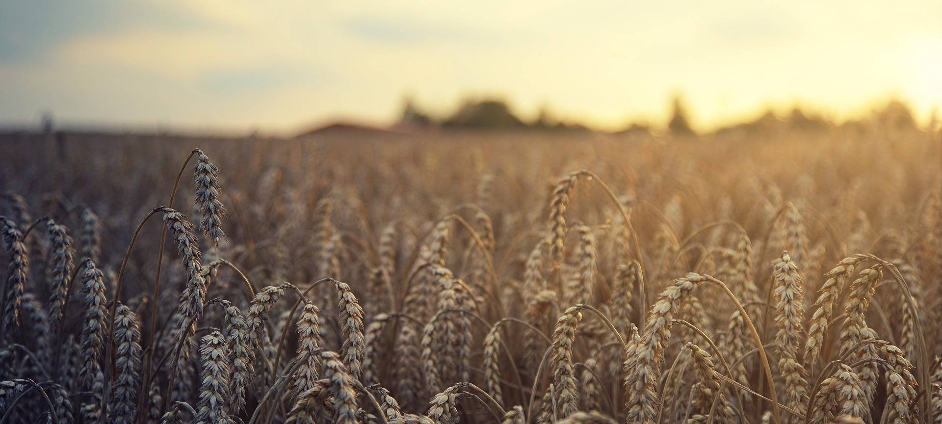 Getreideernte womöglich auch nachts