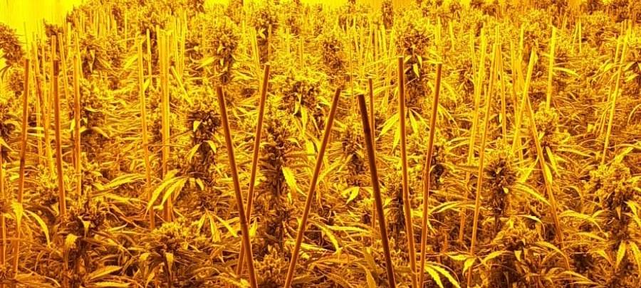 Polizei-Großeinsatz gegen illegalen Drogenhandel