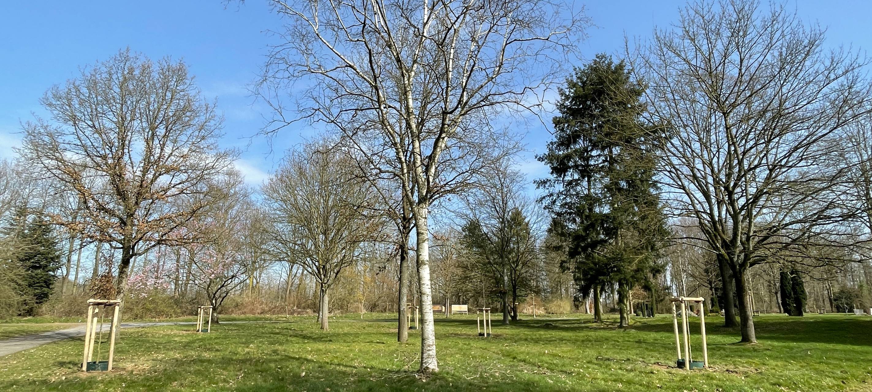Mags pflanzt neue Setzlinge im Bürgerwald