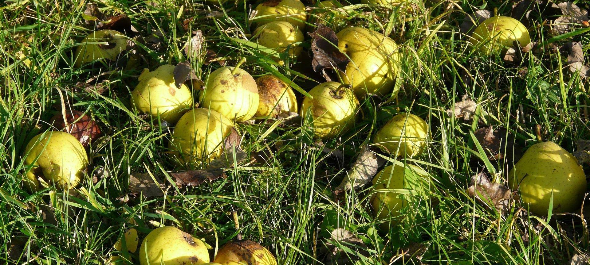 Essbarer Waldgarten wird eröffnet