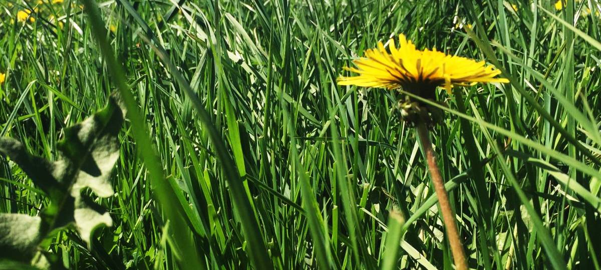 Neue Wiesen und Obstbäume in Hardt