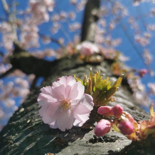 Foto der Woche vom 08.04. von @samanthaschmitz1980 zum Thema Kirschblüten und Magnolien. 