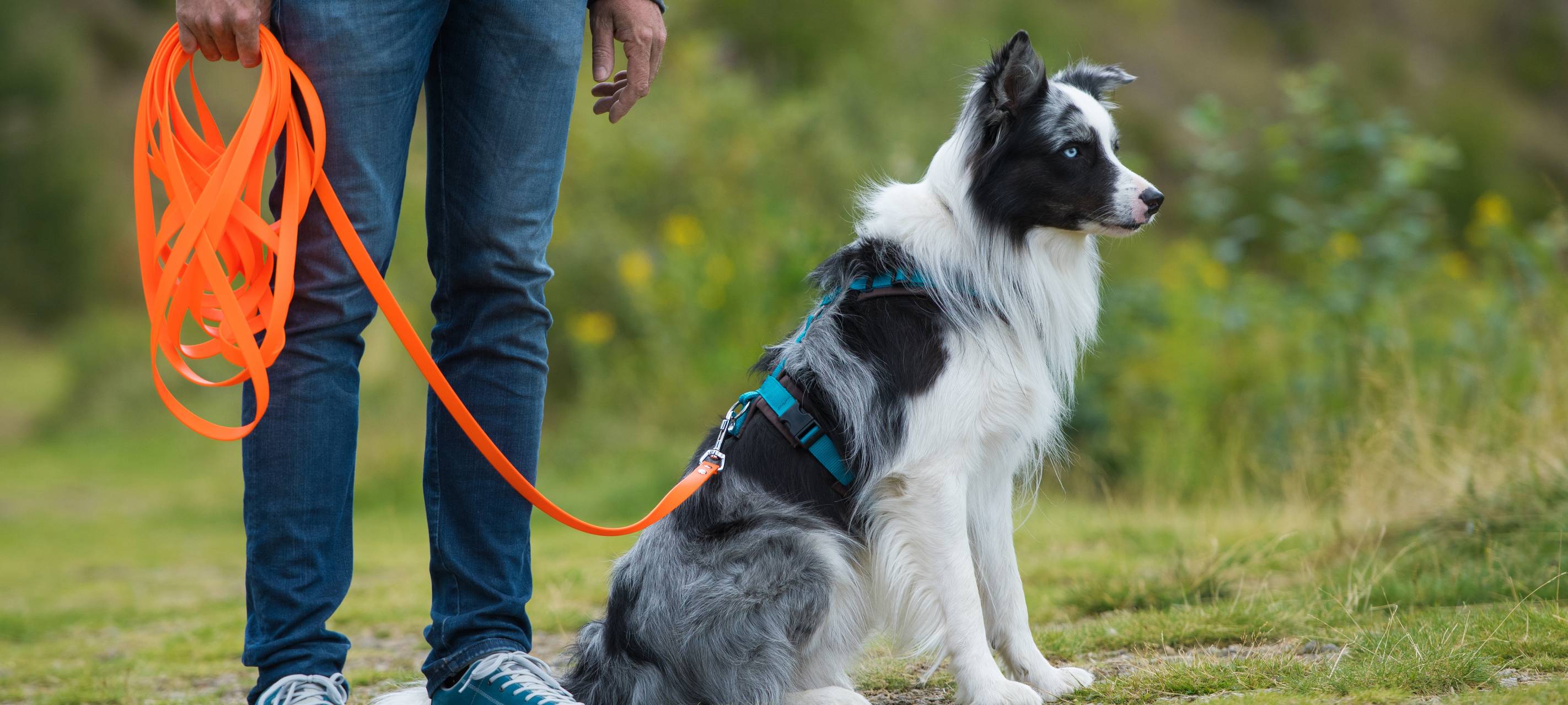 Hunde müssen angeleint werden
