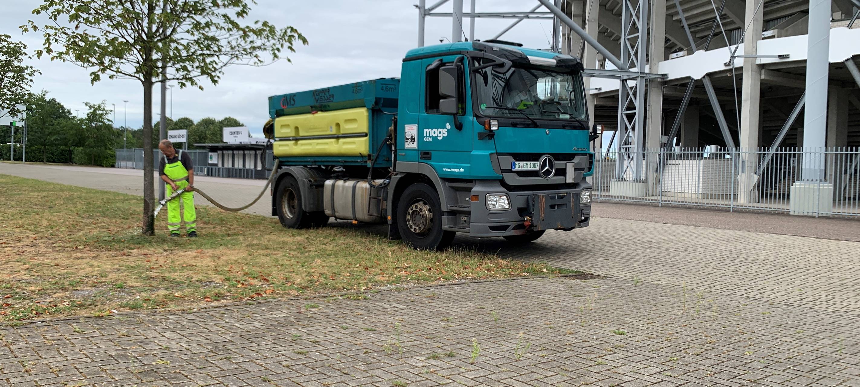 mags bewässert Bäume