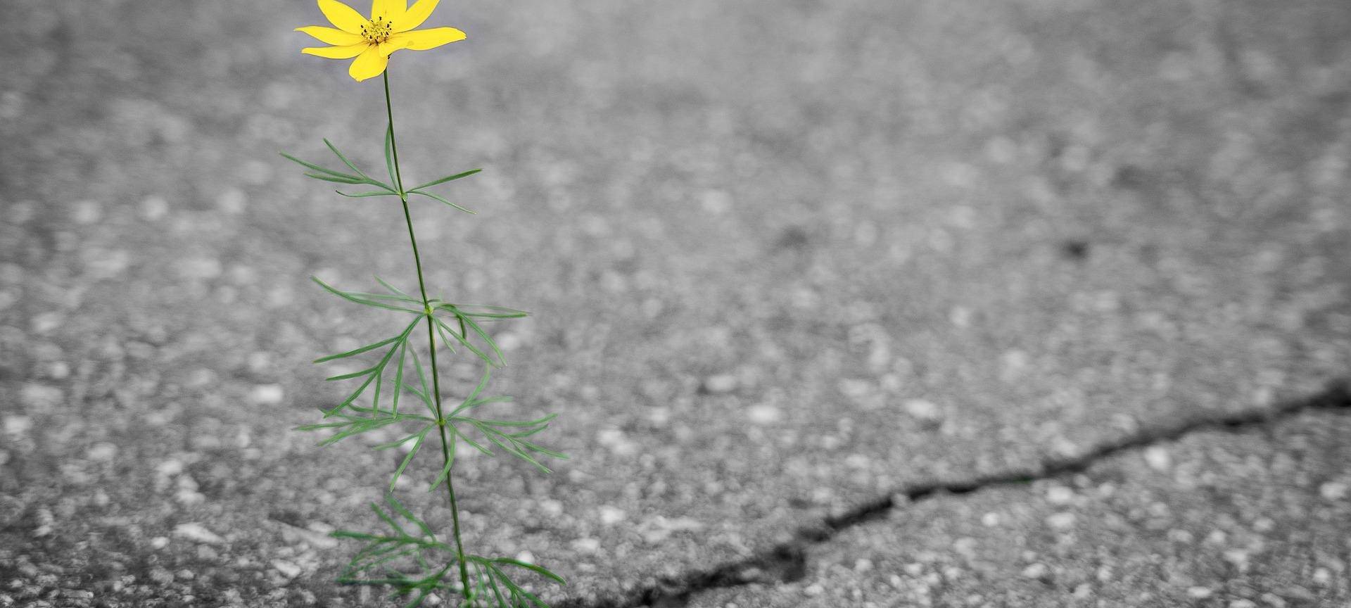 Versiegelte Flächen Thema im Bauausschuss