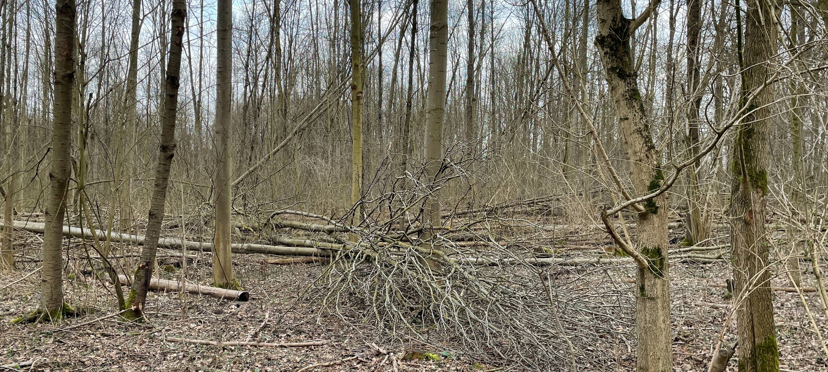 mags warnt Wälder und Friedhöfe zu betreten