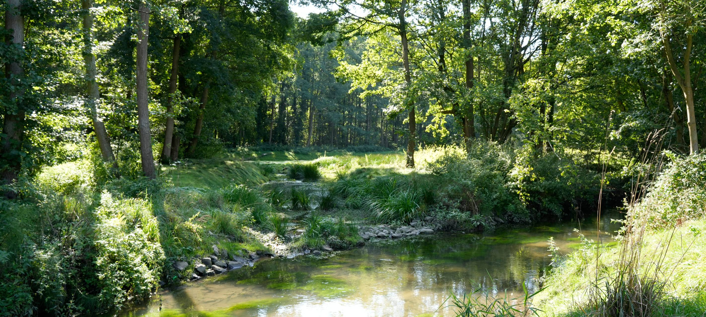 Trotz Regen niedrige Pegelstände in der Niers