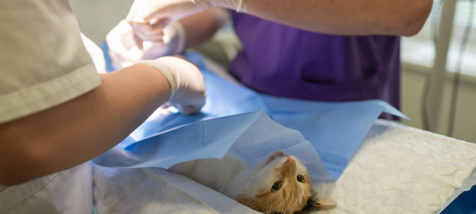 Tierärzte werden teurer