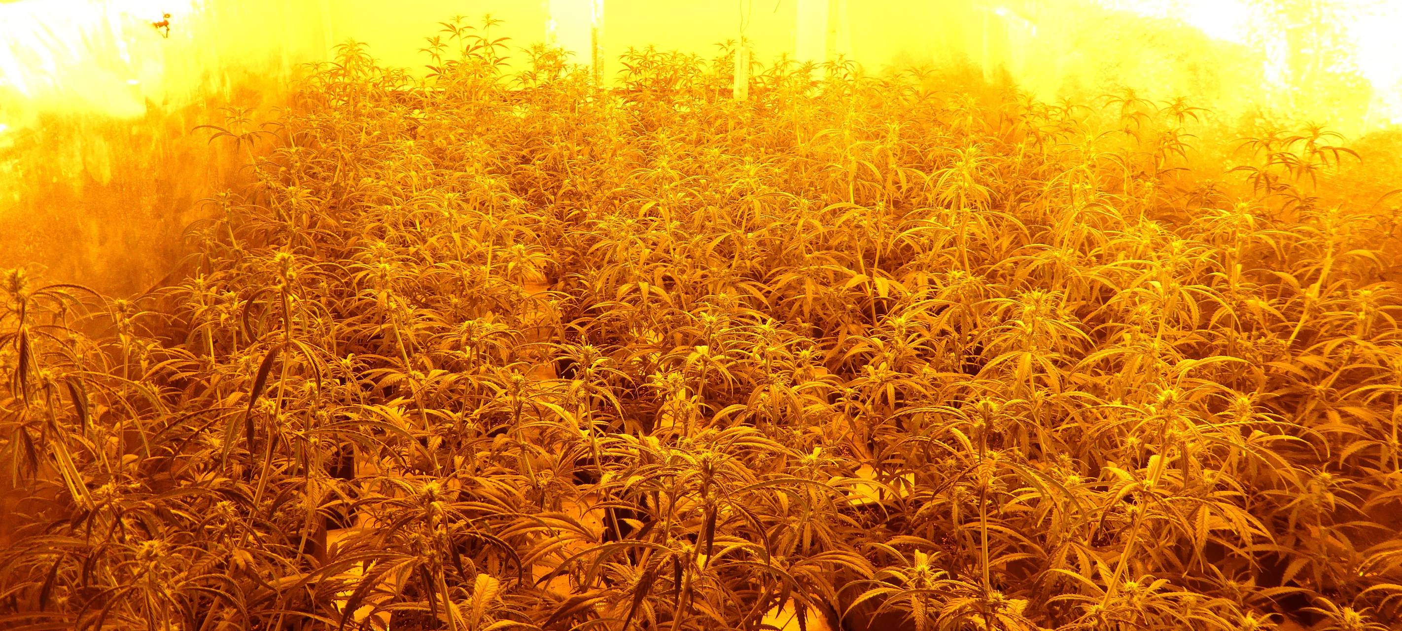 Polizei findet Cannabis-Plantage in Lagerhalle