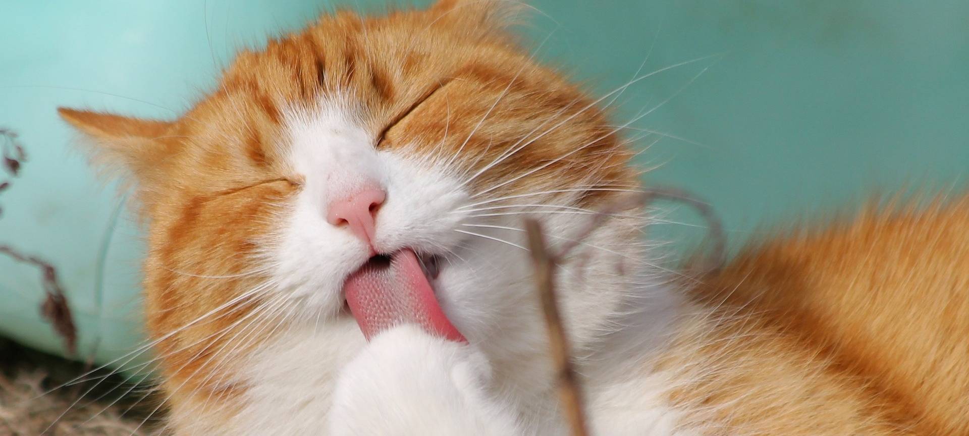 Zahl der Katzen-Kastrationsscheine steigt