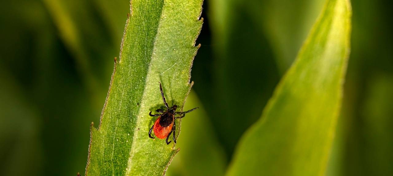 Mehr Zecken in diesem Jahr erwartet
