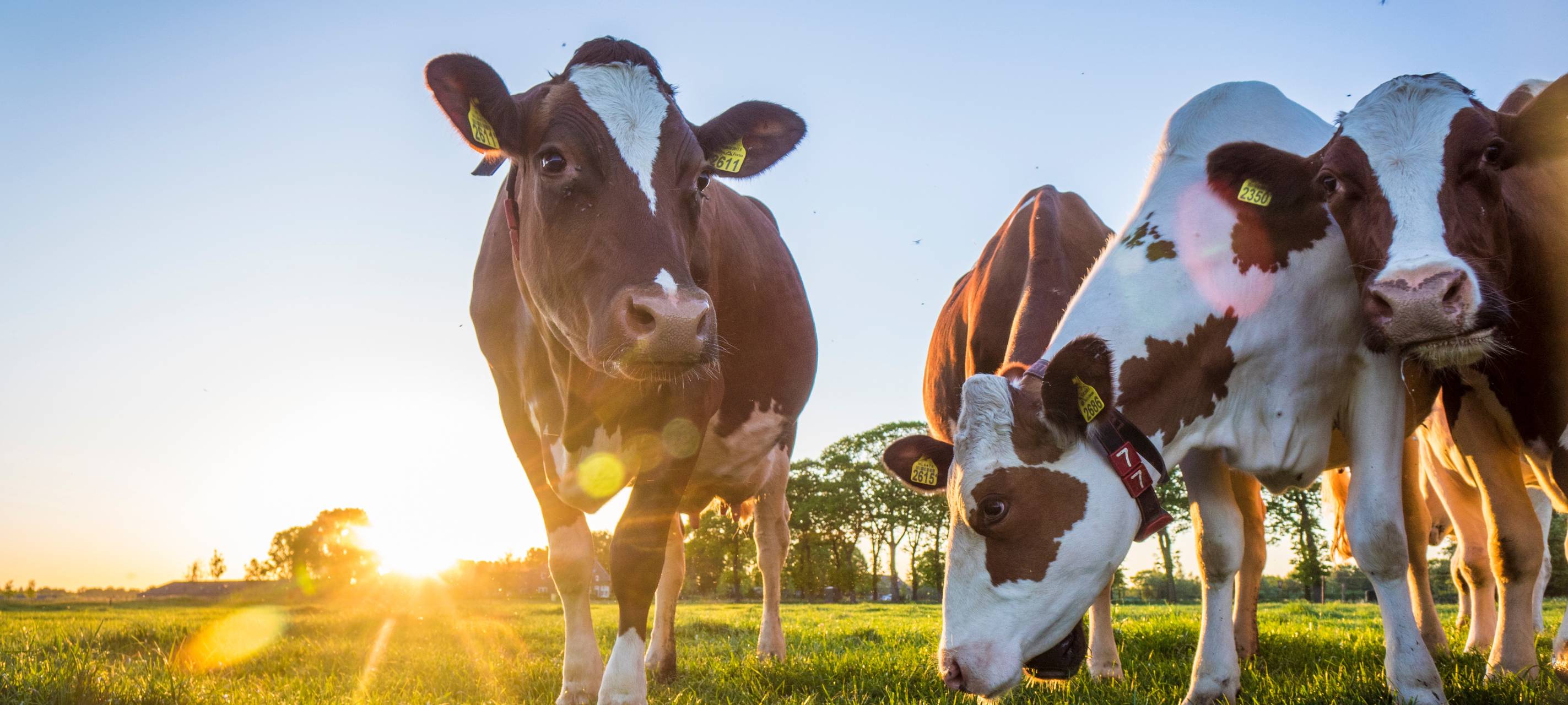 Landwirte werden vor Blauzungenkrankheit gewarnt