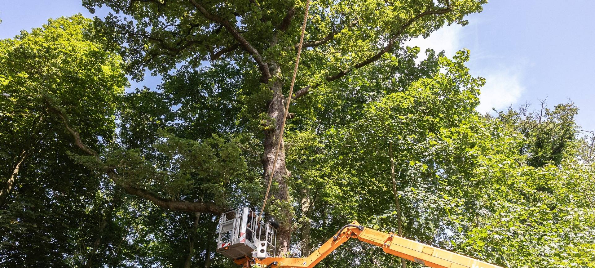 Eichhörnchen sollen sicher über die Straße kommen