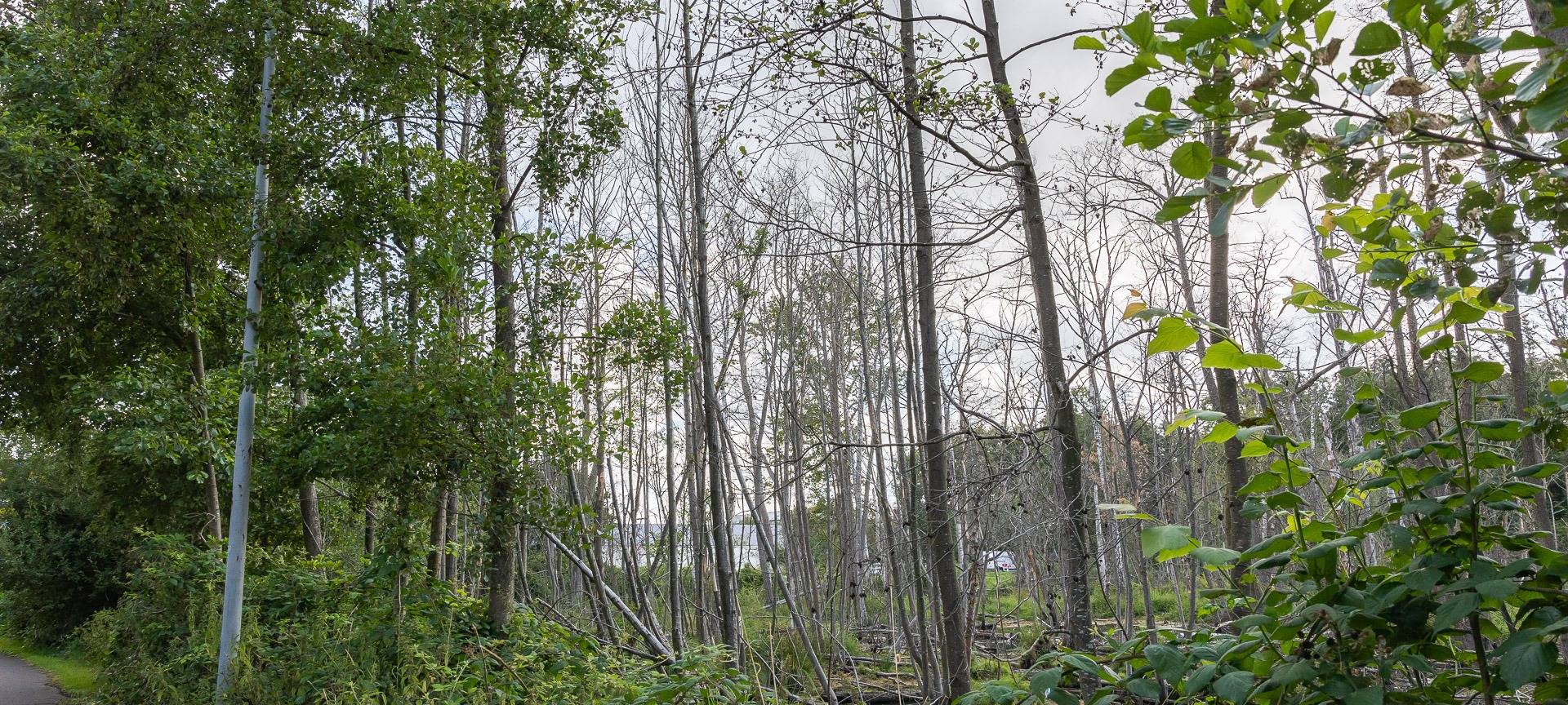 Mags beginnt mit Baumarbeiten im Bungtwald