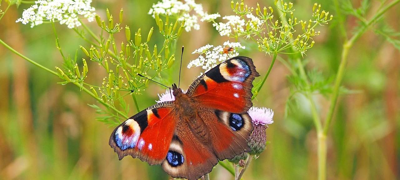 Alarmierende Zahlen bei Schmetterlings-Zählung