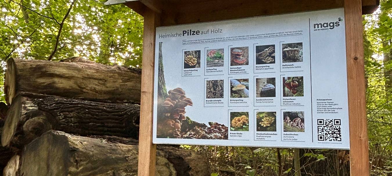 Eine Holzinformationstafel im Wald vor Bäumen und Baumstämmen. Auf der Tafel sind Informationen zu Pilzen mit Text und Bild abgebildet.