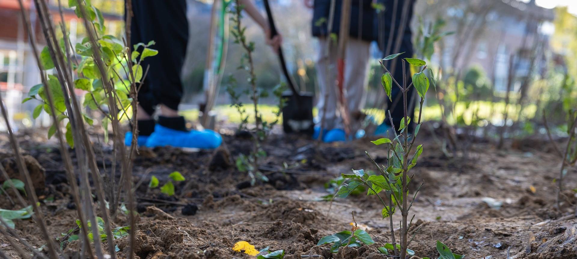 Neuer "Tiny Forest" am Math.-Nat.-Gymnasium