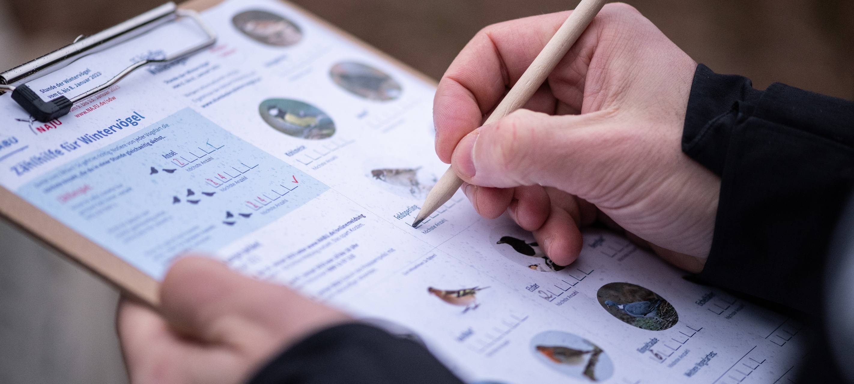 Naturschutzbund ruft zur Wintervögel-Zählung auf