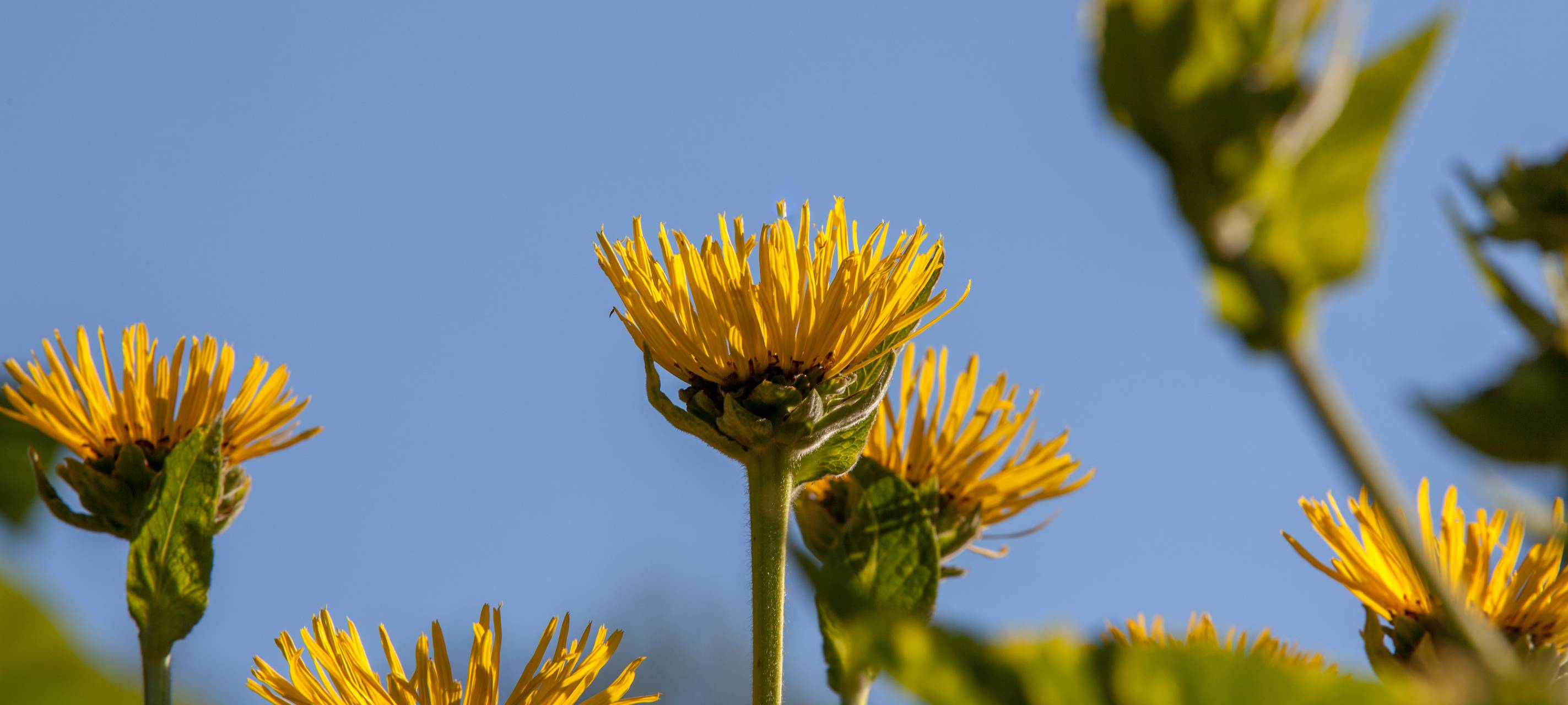 EssbareWildplfanzenPark wird eröffnet