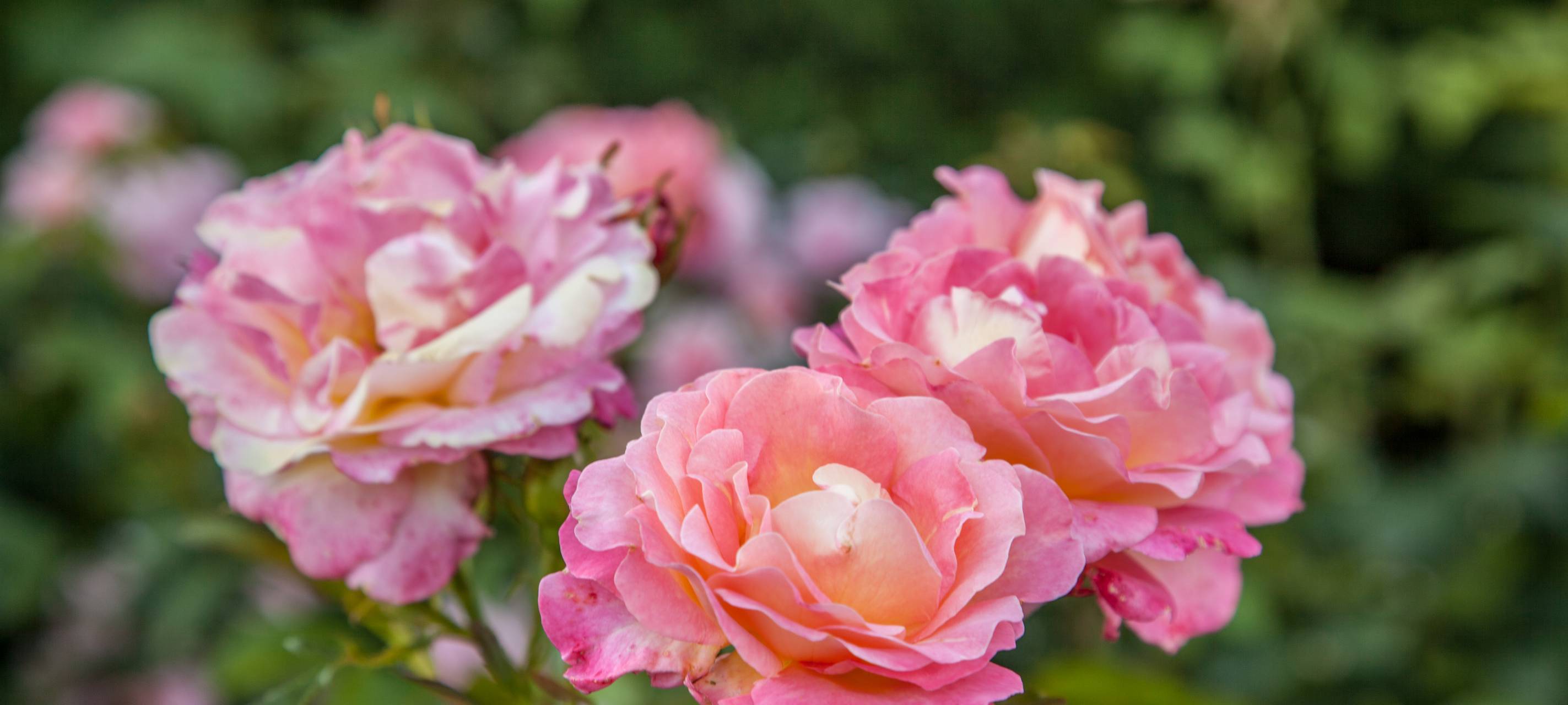 IG-Bau fordert höhere Löhne für Floristen