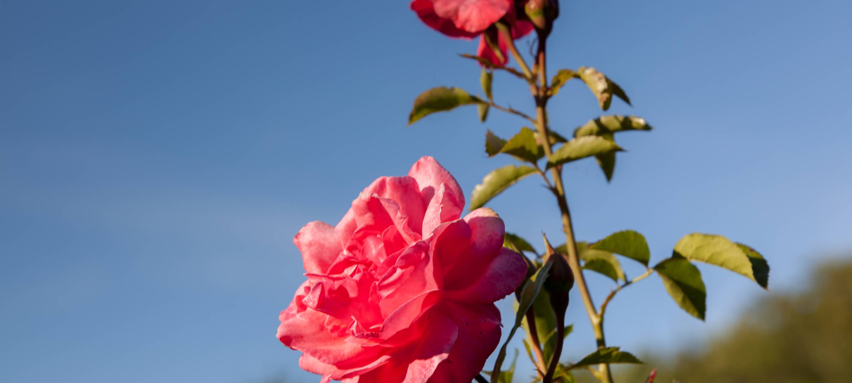 Blumenläden fehlt Kundschaft