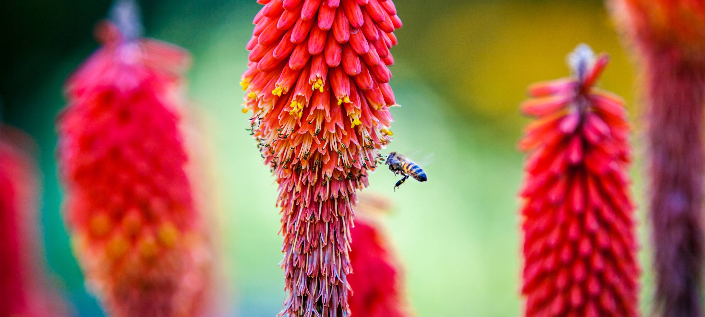 Maria-Lenssen-Garten soll aufgewertet werden