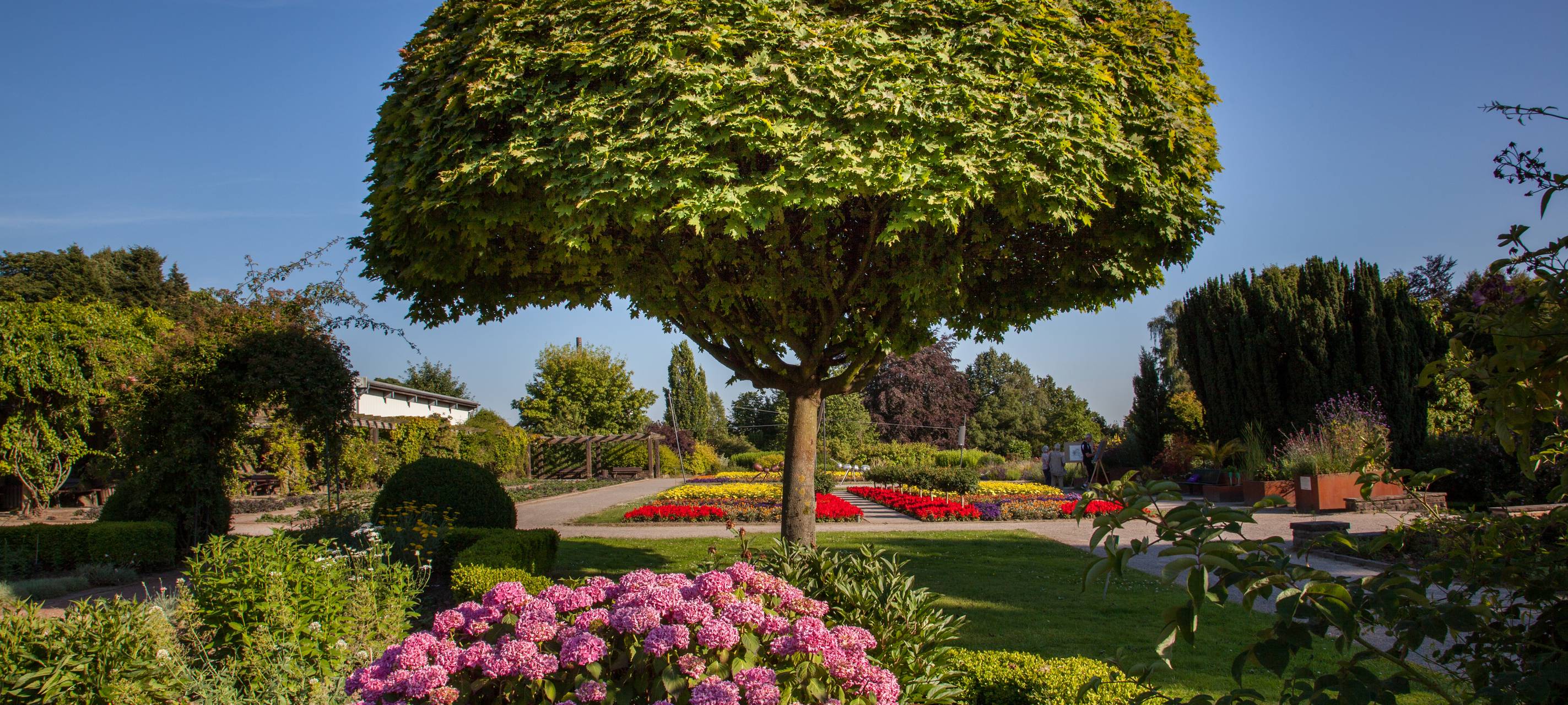 Neue Bäume für den Klimaschutz