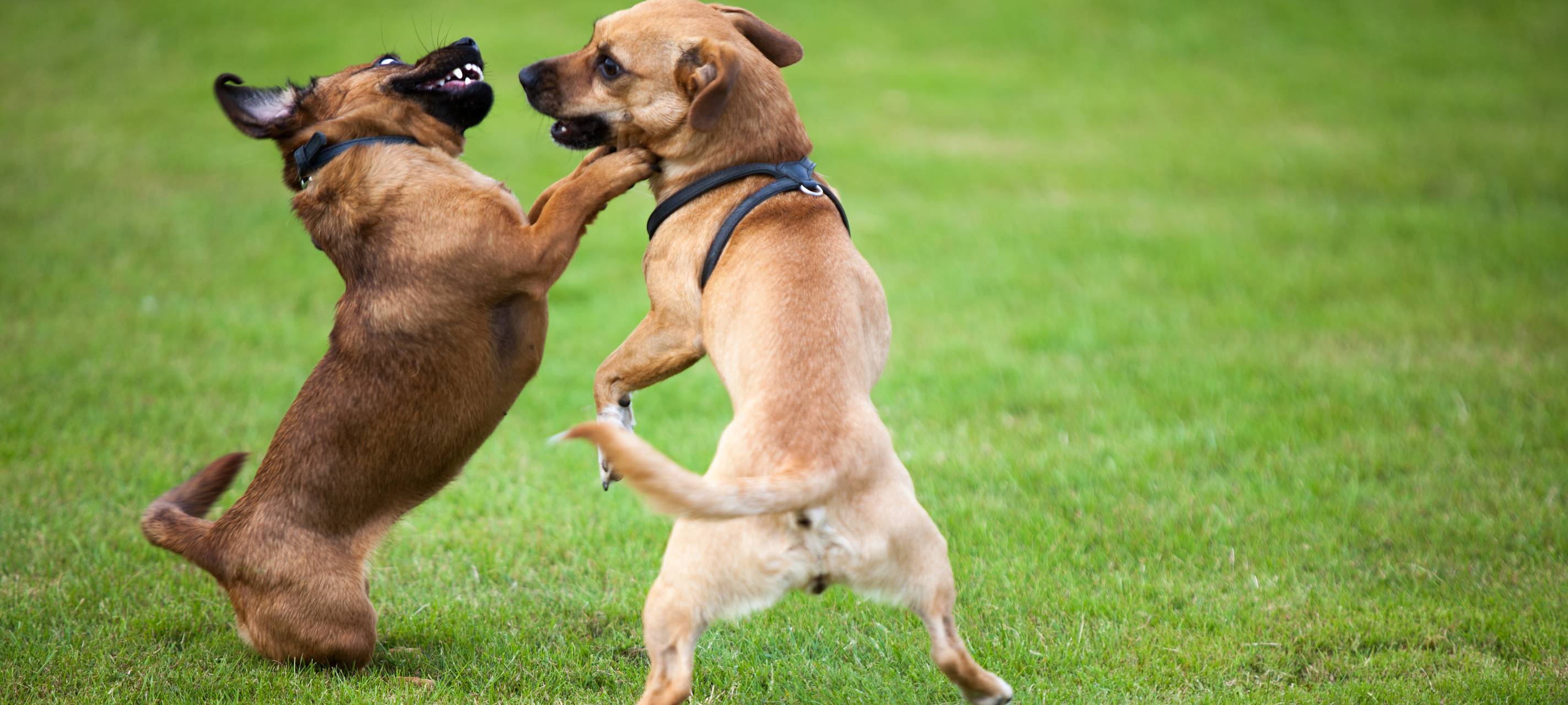 Tierheim zieht gemischte Jahresbilanz