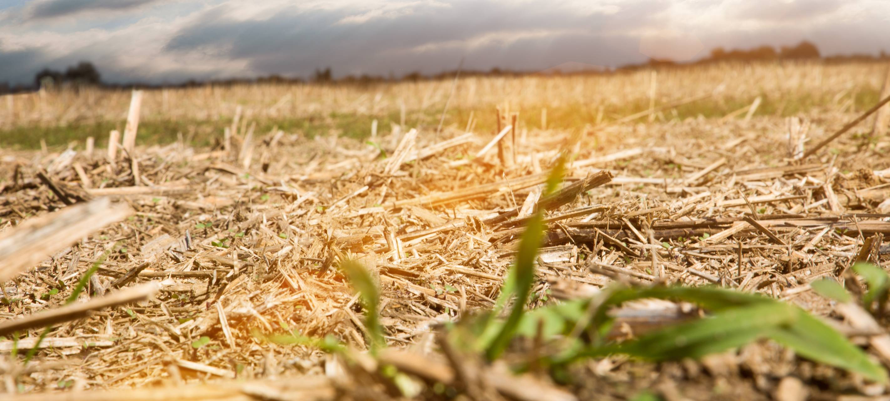 Landwirte können Ernte sichern