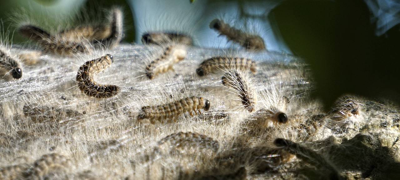 Weniger Probleme mit Eichenprozessionsspinnern in Mönchengladbach