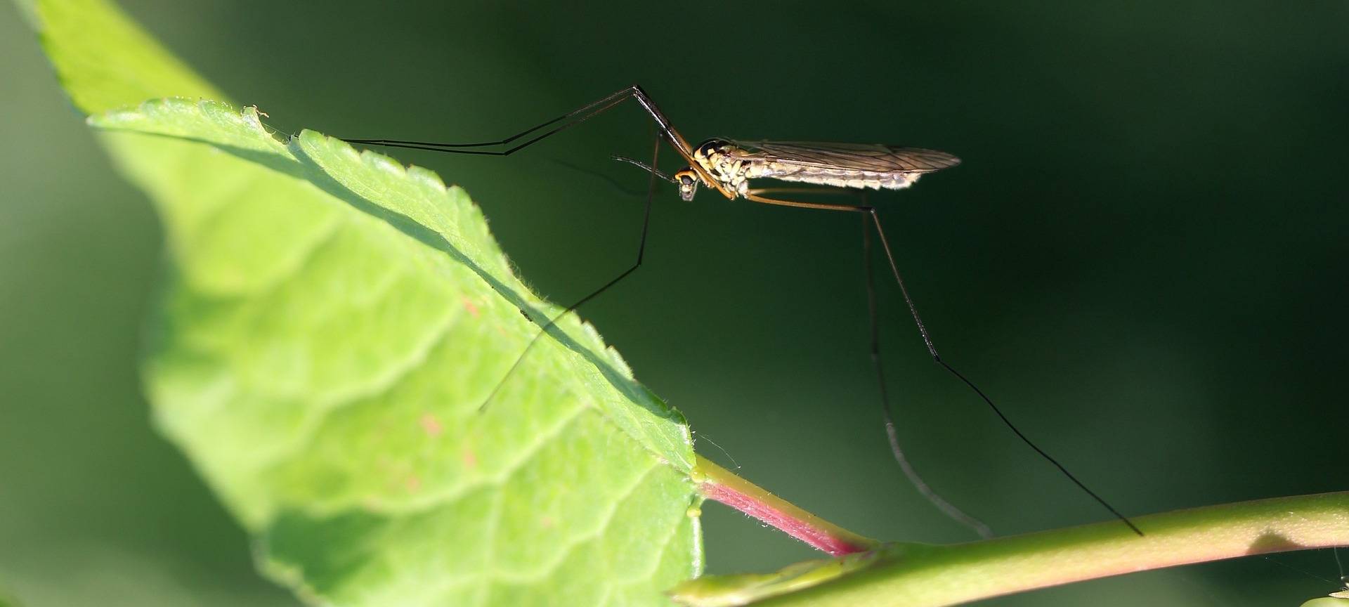 Viele Mönchengladbacher leiden unter Mückenplage