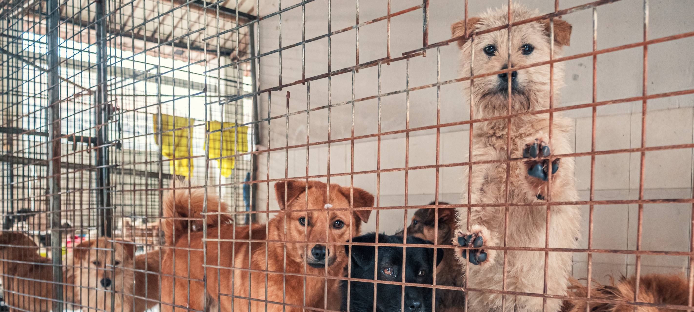 Tierheim am Limit blickt besorgt in die Zukunft