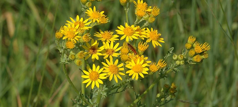 Giftiges Jakobskreuzkraut breitet sich aus