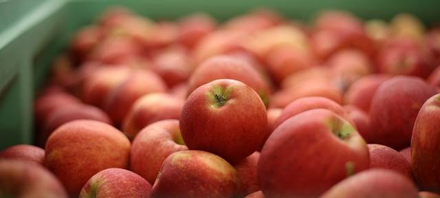 Obst-Bauern rechnen mit normaler Apfelernte in Mönchengladbach
