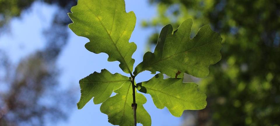 Obstbäume gegen Hunger und Hitze an Mönchengladbacher Gesamtschule