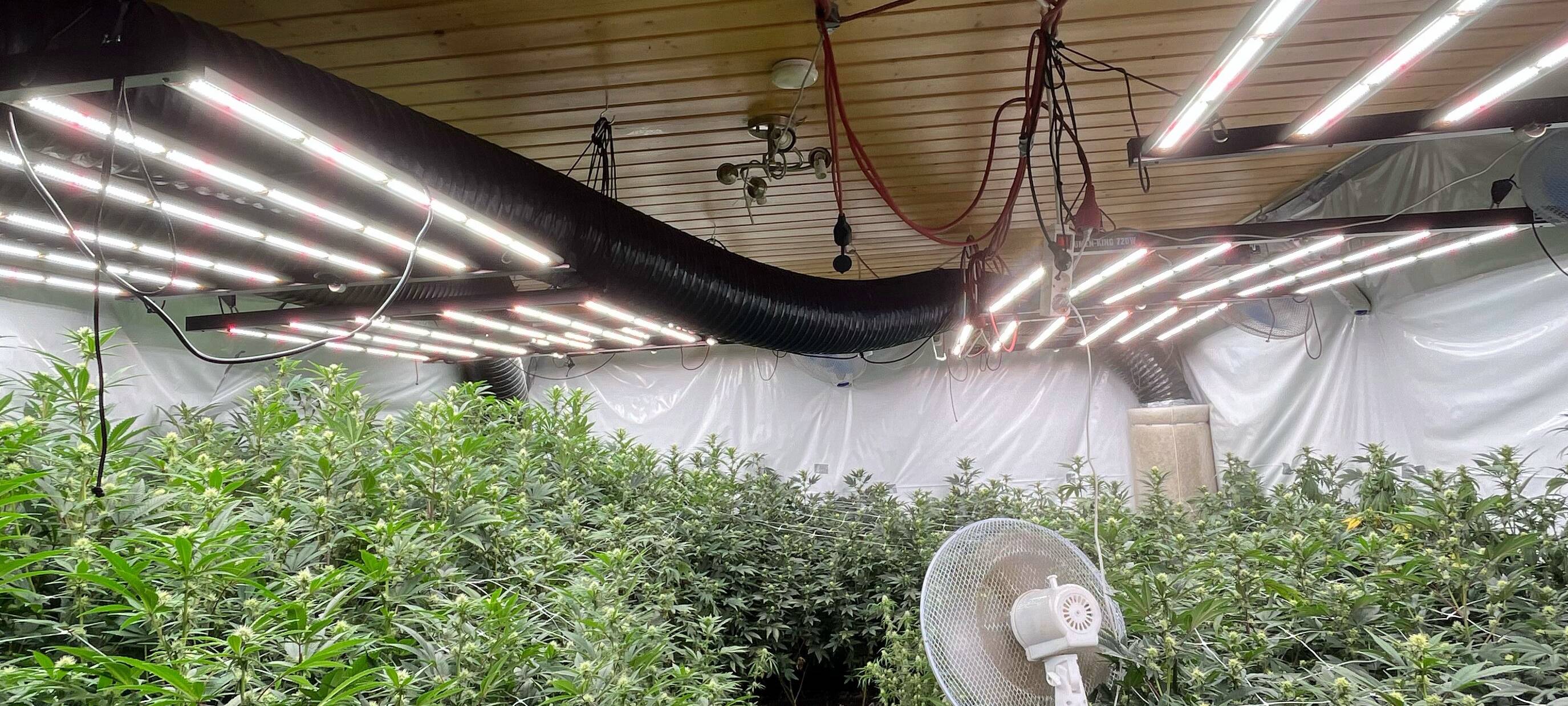 Polizei findet Cannabis-Plantage in Mönchengladbach