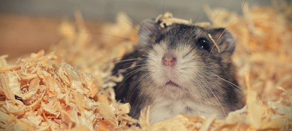 Animal Hoarding: Stadt rettet über 150 verwahrloste Tiere