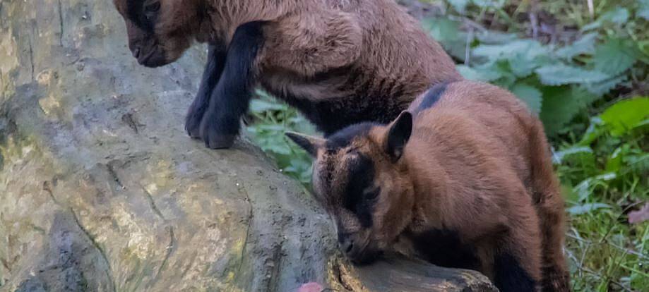 Tierischer Nachwuchs in Odenkirchen