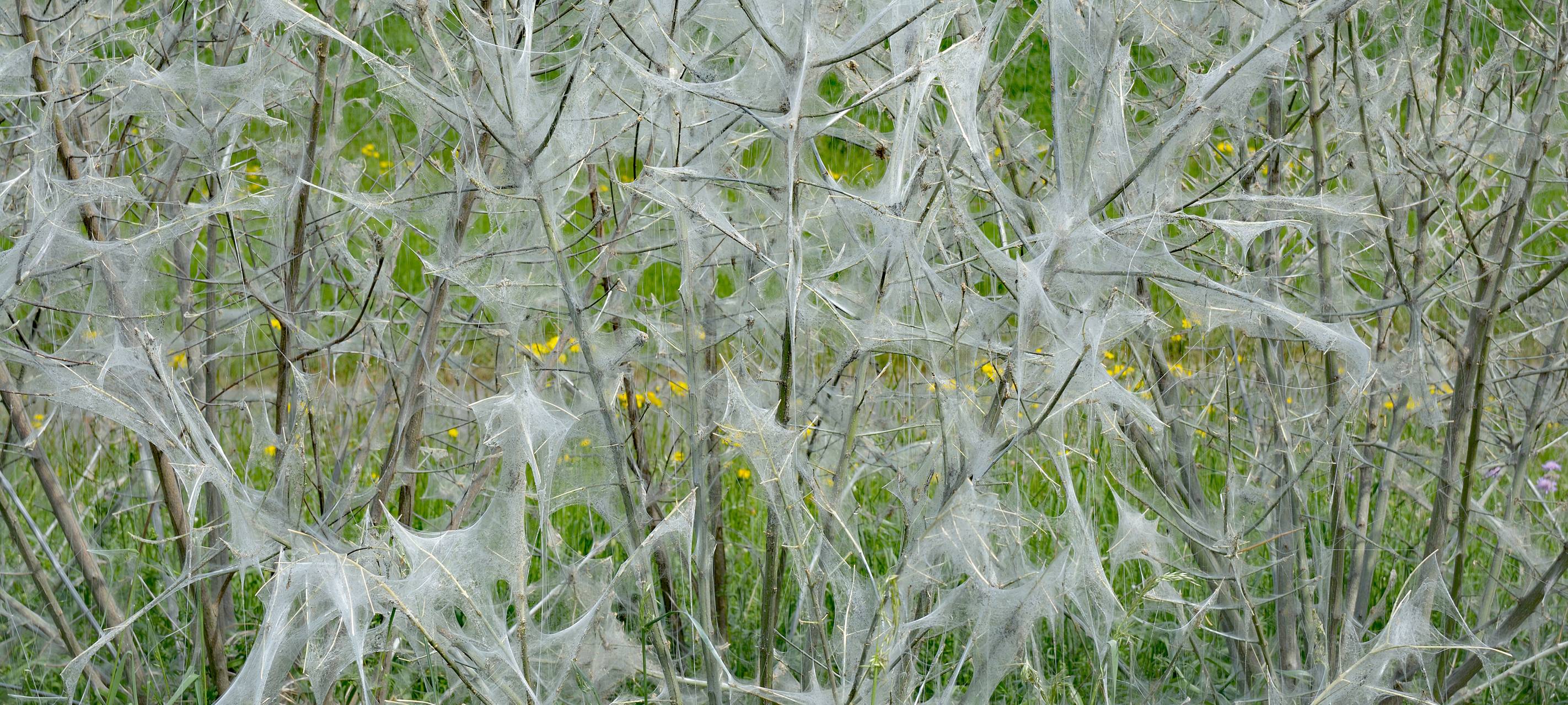 Gespinstmotte spinnt Netze rund um Schloss Rheydt