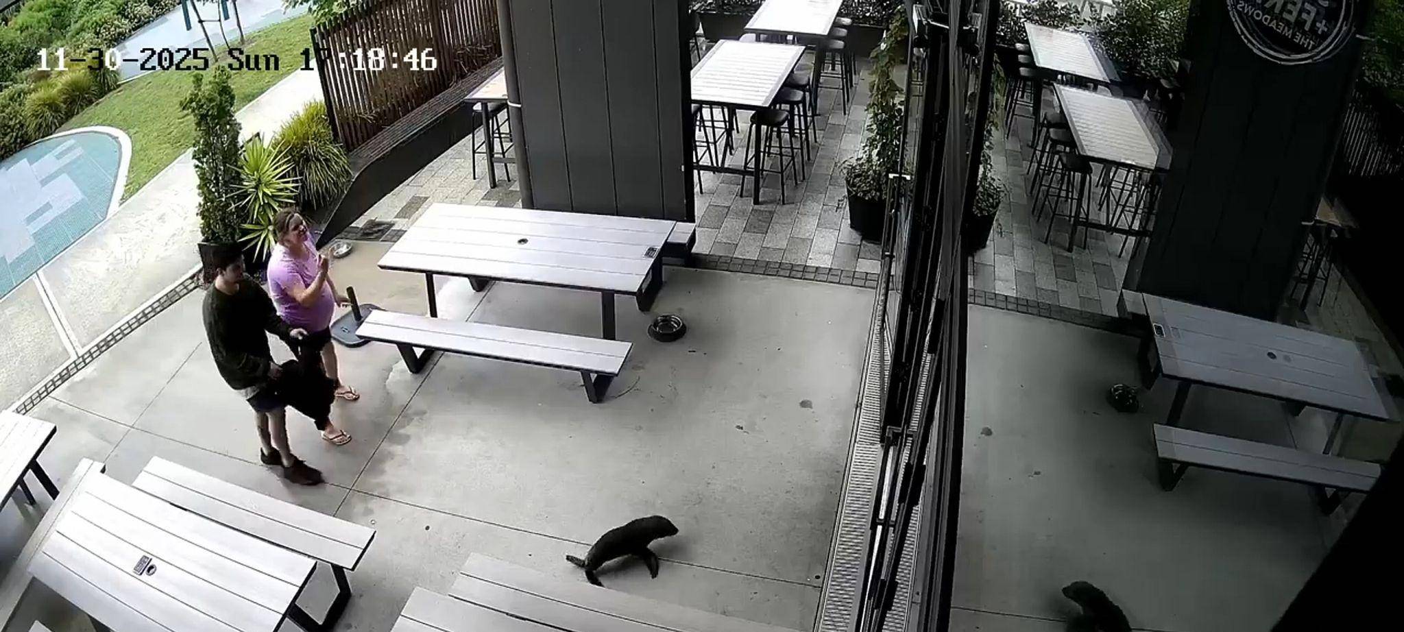 Robbenbaby in einer Bar in Neuseeland