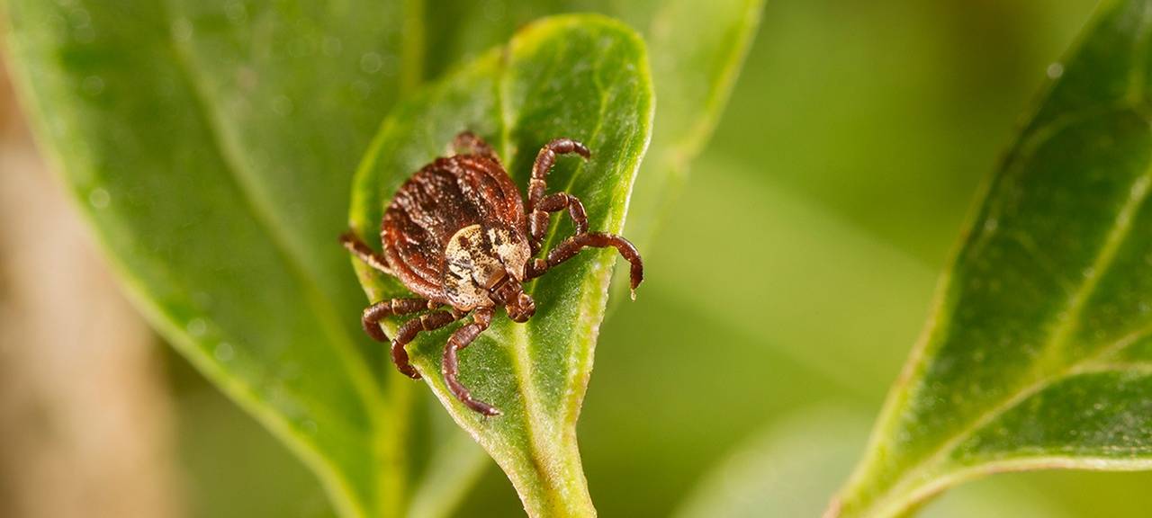 Neue Riesenzecke unterwegs
