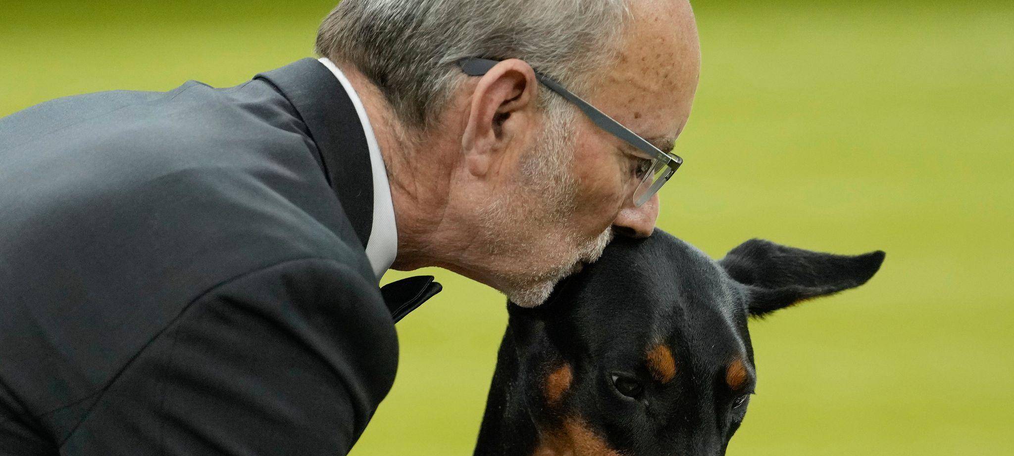 Hundeausstellung Westminster Kennel Club Dog Show in USA
