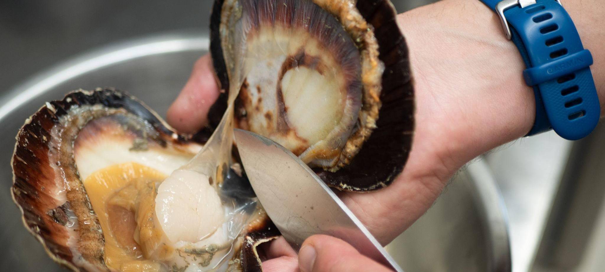 Frisch geöffnete Jakobsmuschel