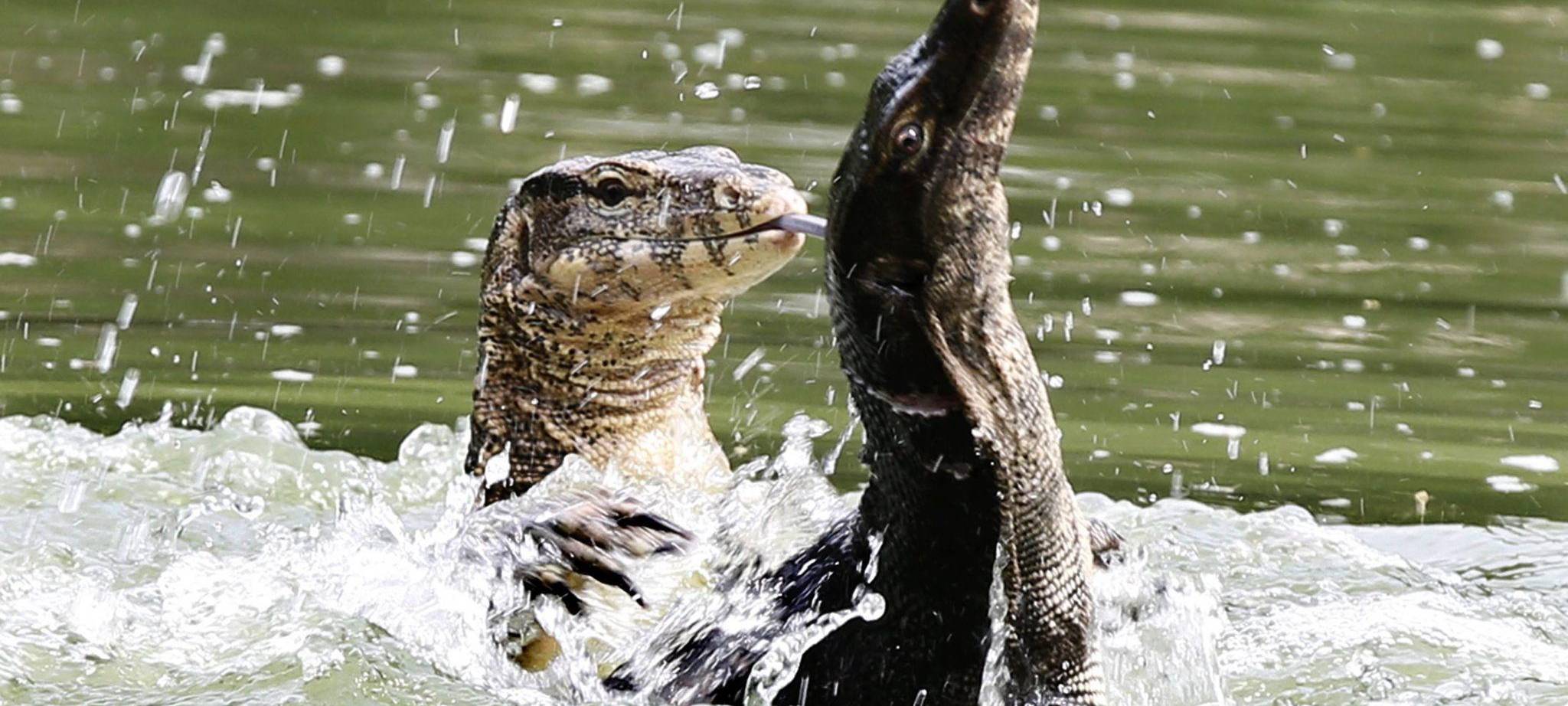 Bindenwarane in Bangkok