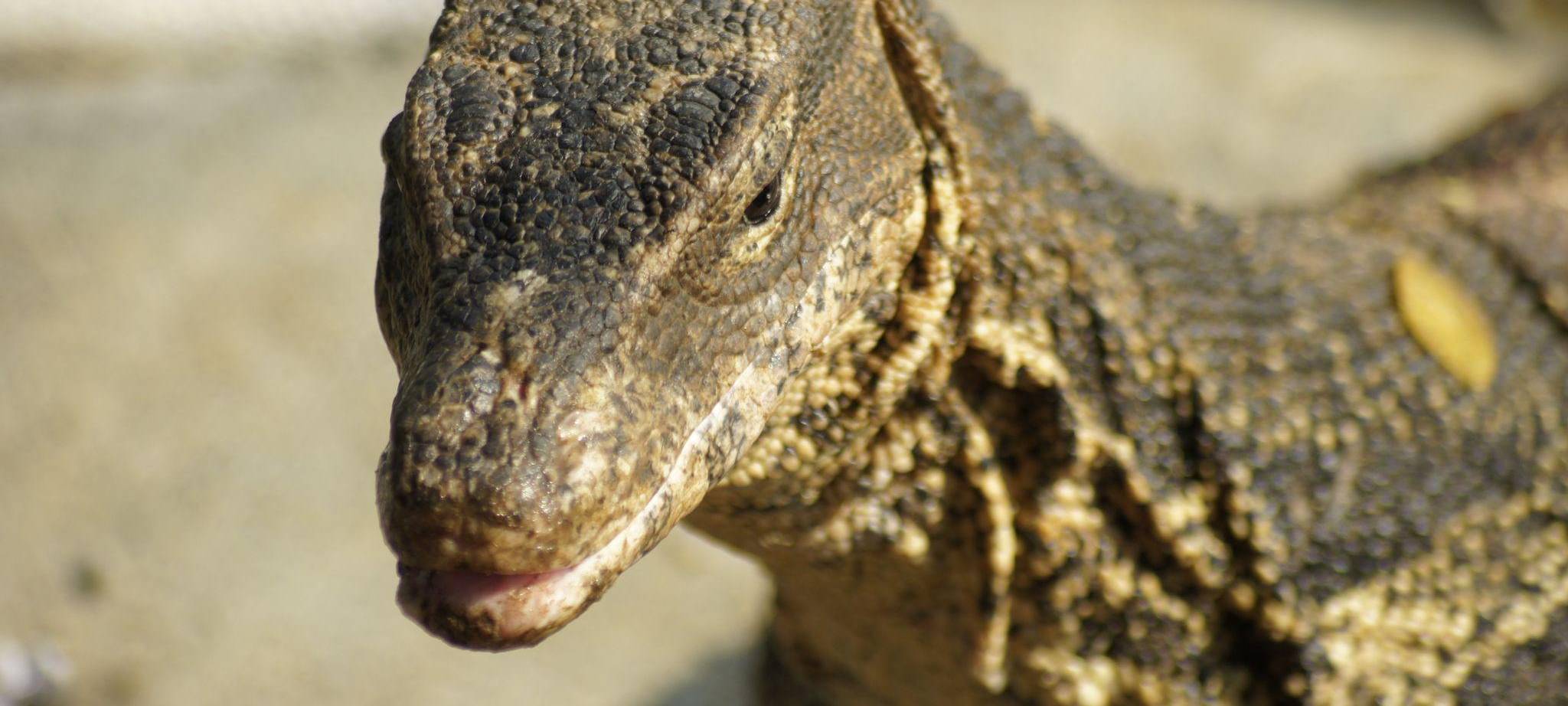 Bindenwaran in Bangkok