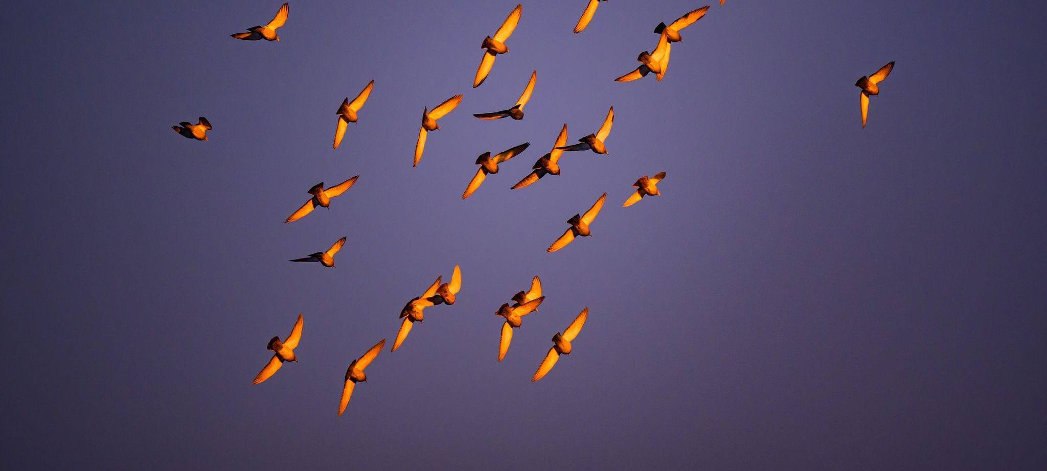 Tauben im Morgengrauen