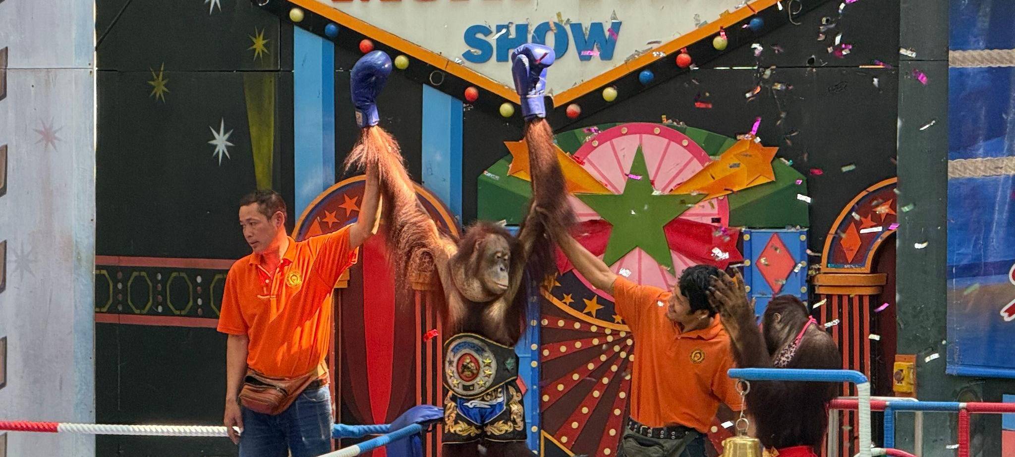 Orang-Utans als Touristenattraktion in Thailand