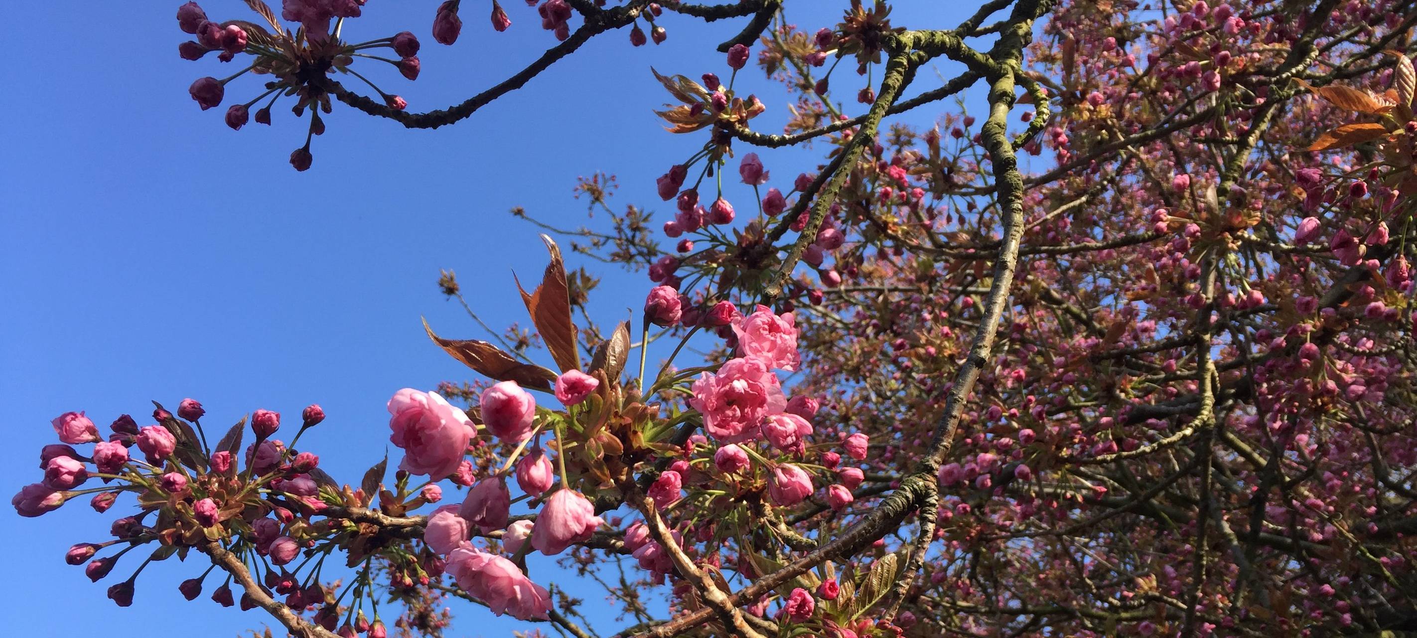 Immer mehr Ganzjahres-Allergiker in Mönchengladbach